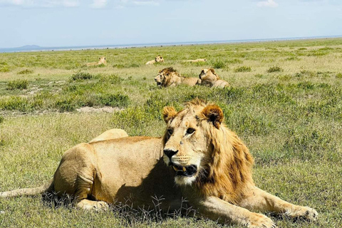 3-dagars safari Zanzibar till Nyerere Park med båt, bil och flyg