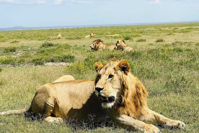 3-dagars safari Zanzibar till Nyerere Park med båt, bil och flyg