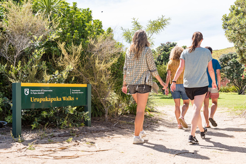 Baai van Eilanden: Dolfijn Eco Cruise met tussenstop op een eiland