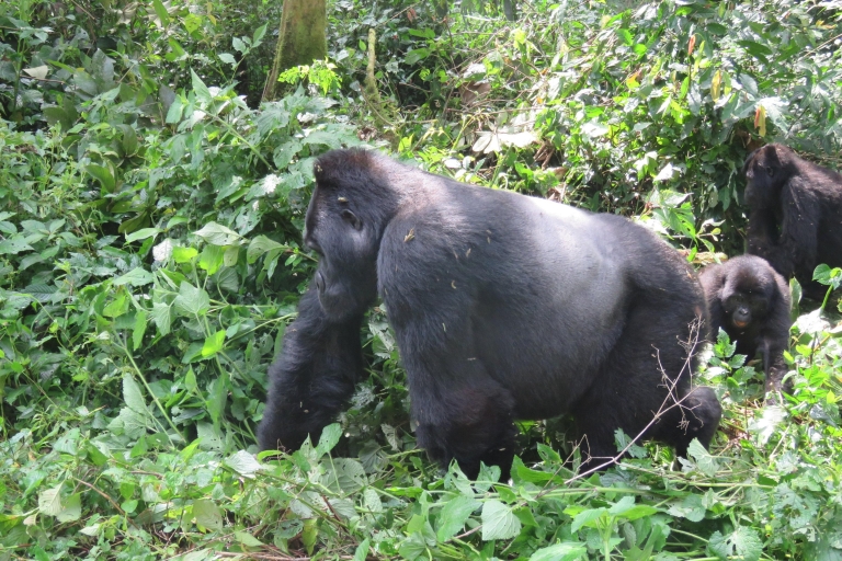 Magical 2 Days Uganda Gorilla Trek From Kigali