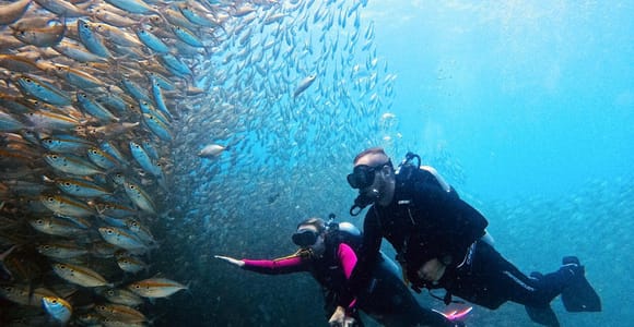 Koh Samui: Koh Tao 2-Dive Scuba Trip for Certified Divers