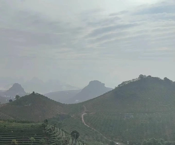 Qixianfeng Tea Plantation Tour in Yangshuo