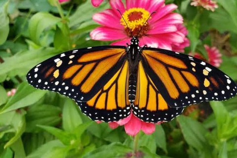 Sansibar: Schmetterlingszentrum, Kuza-Höhle und Mtende Beach Tour