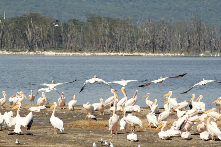Nairobi: Lake Nakuru National Park and Lake Naivasha Tour