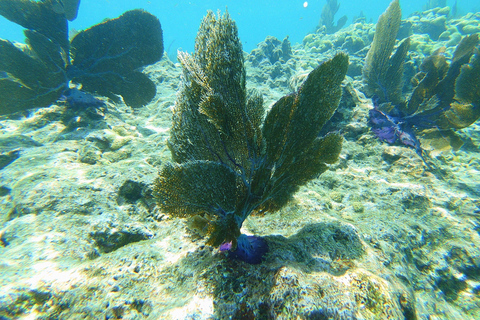 Southpoint Divers: Afternoon Reef Dive Trip