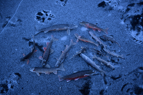 Abisko Pesca en hielo