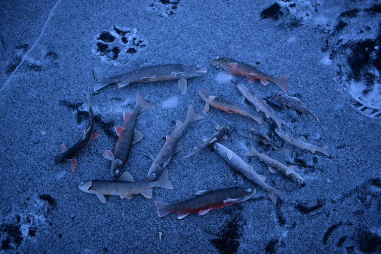 Abisko: Ice Fishing