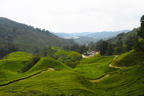 Kuala Lumpur: Customize Your Cameron Highlands Itinerary From KL: Discover Cameron Highlands’ Tea Valleys & Farms