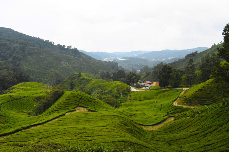 Kuala Lumpur: Customize Your Cameron Highlands Itinerary From KL: Discover Cameron Highlands’ Tea Valleys & Farms