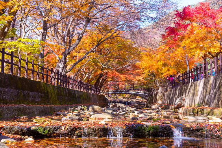 Seúl: Parque Nacional Naejangsan, tour de un día para ver el follaje otoñalVisita compartida a Naejangsan, encuentro en la estación de Myeongdong
