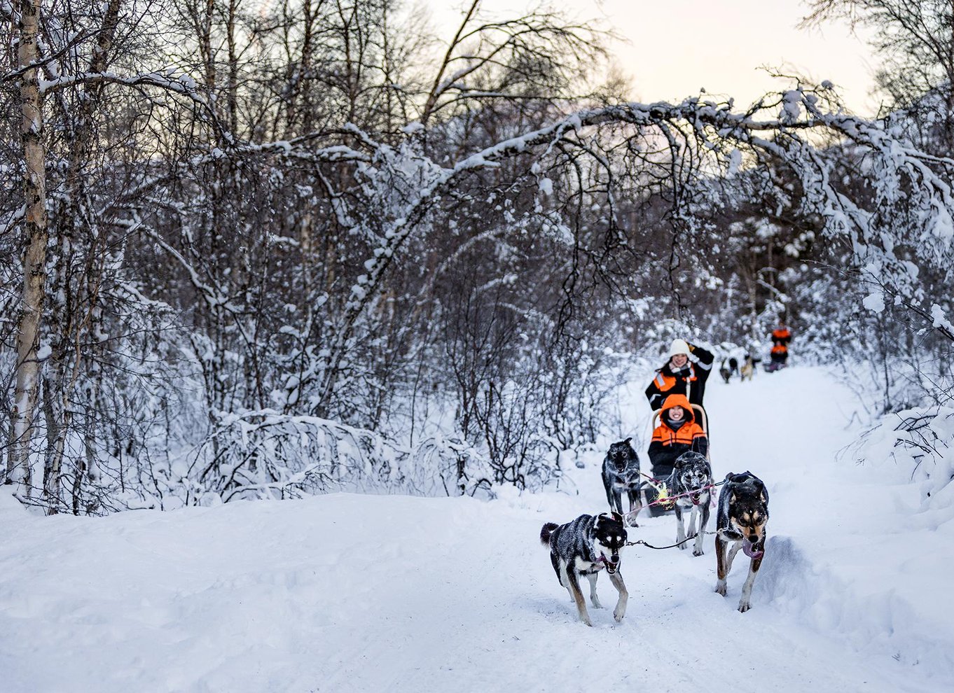 Fra Tromsø: Hundeslædeeventyr i Tamokdalen