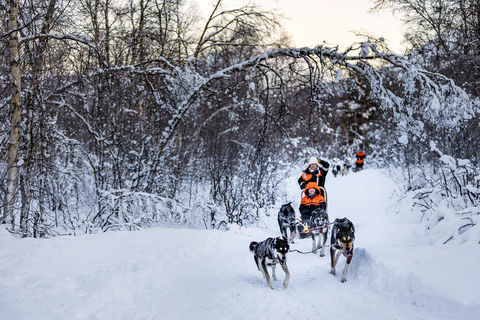 From Tromsø: Dog Sledding Adventure in Tamokdalen Dog Sledding Adventure in Tamokdalen: Midday Departure