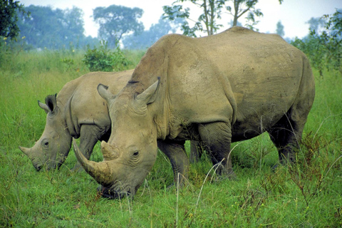 Durban: Tala Game Reserve, Phezulu Park en markttour