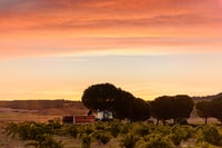 Toro, Piedra Winery Tour y degustaciones de barril de roble - Housity