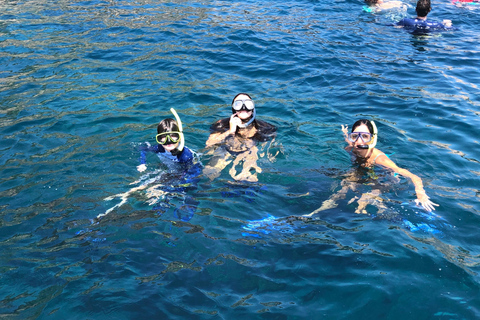 Rio: Schnorcheln & Schwimmen mit Schildkröten Tour auf den Tijuca Inseln3 Stunden Schnorcheln und Schwimmen mit Schildkröten Tour auf den Tijuca Inseln