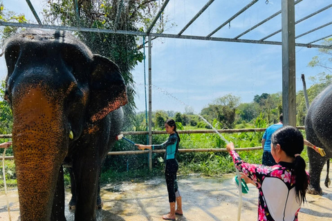 Phuket Excursión ECO al Santuario de Cuidado de Elefantes de PhuketEncuentro en el Santuario de Palmeras Loch en Kathu