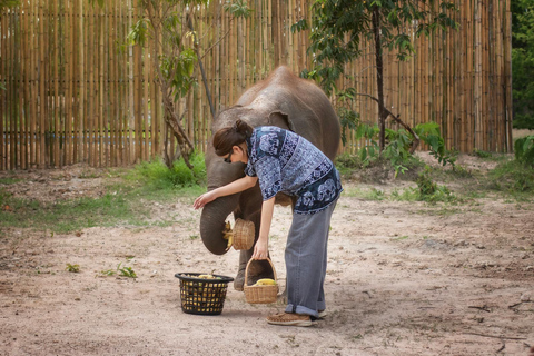 Chiang Mai: Programa de Alimentación Ética para Encuentros con Elefantes