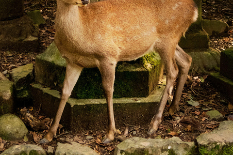奈良公园：隐秘小径与鹿群导览之旅（含接送服务）