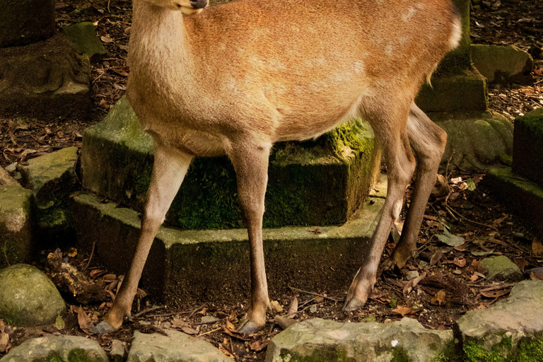 奈良公园：隐秘小径与鹿群导览之旅（含接送服务）