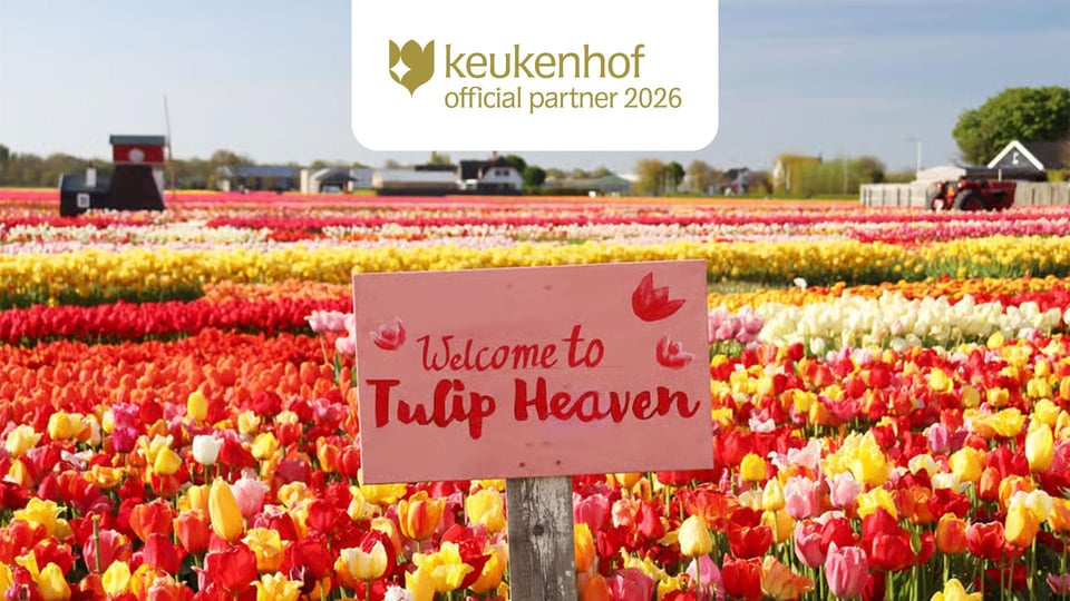 Tour por Keukenhof y los tulipanes desde Ámsterdam