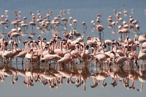 Arusha: Safari di 4 giorni a Tarangire, Ngorongoro e Lago Manyara