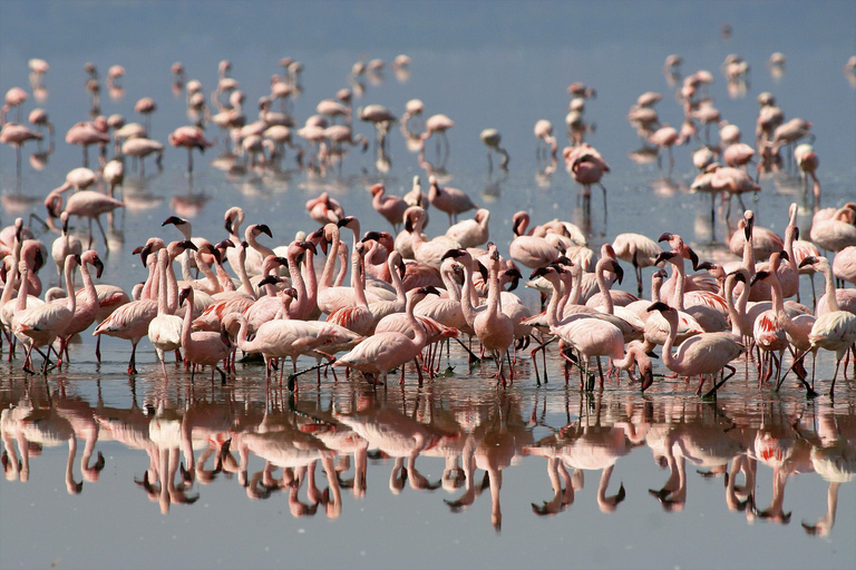 Arusha: 4-tägige Safari nach Tarangire, Ngorongoro &amp; Lake Manyara