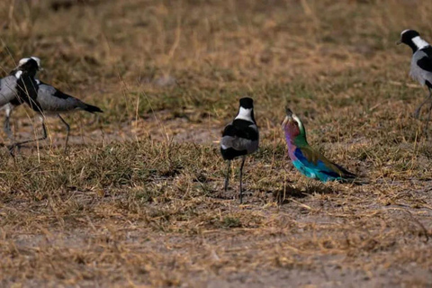 Nairobi: 3-Day honeymoon safari to Amboseli National Park Overnight Private to Amboseli National Park