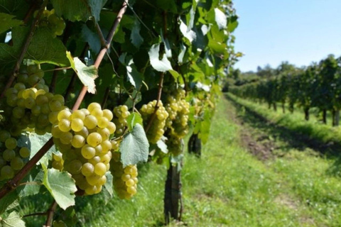 Lalez Wine Tasting, Wine Tour, Kayak & Full Lunch Experience German speaking private group