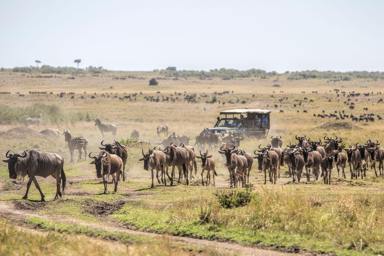 Um safári compartilhado de três dias para o Masai Mara saindo de Nairóbi.Um safári compartilhado de três dias para Masai Mara saindo de Nairobi.