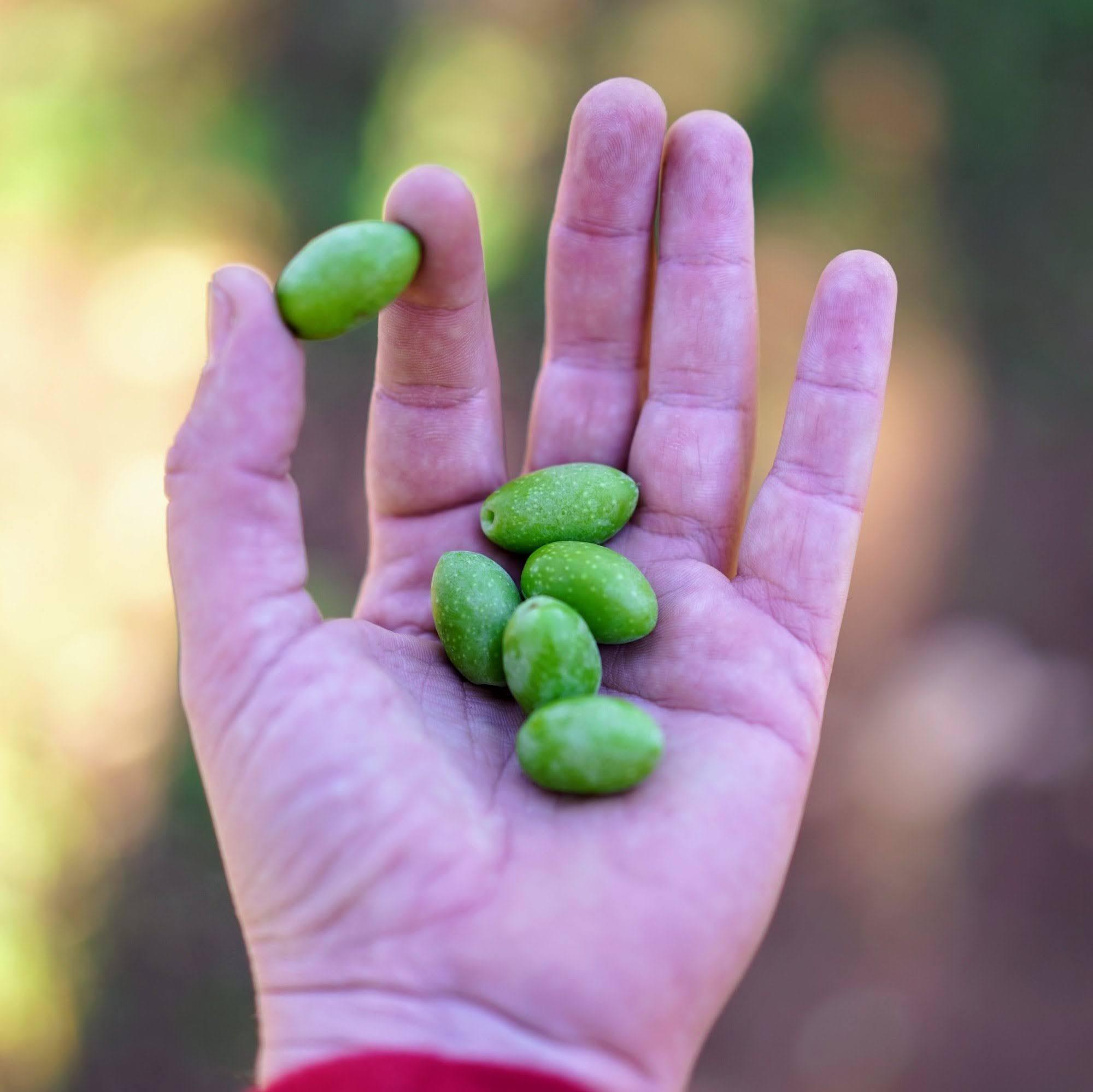 Fasano: Olivenöl-Verkostungstour mit Spaziergang durch den jahrhundertealten Olivenhain