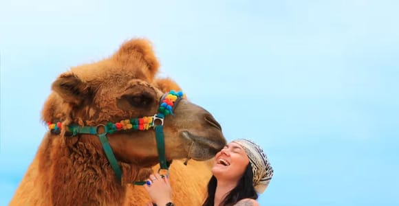 Agadir: Camel Ride Experience With Dinner Option