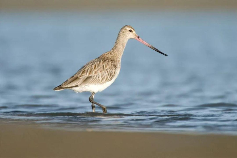 Auckland: Birding & Heritage Tour with Gannets Godwits Auckland: Native Forest, Bird Colony & Coastal Tour