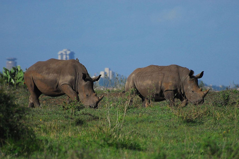 Nairobi National Park Tour (alla inträdesavgifter till parken ingår)