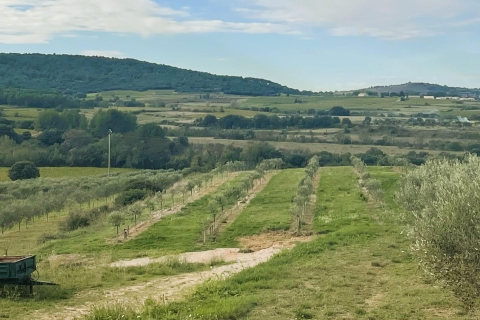 Montpellier: Odwiedź wytwórnię oliwy z oliwek