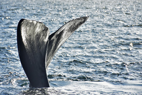 Puerto Madryn: El Doradillo Whale Watching Tour with Pickup