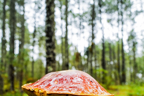 Oaxaca: Hiking in the Mushroom Forest of Cuajimoloyas