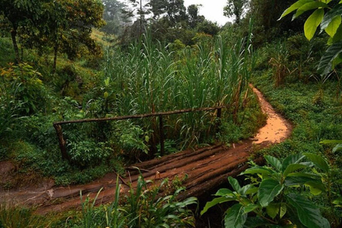 Moshi : Circuit des chutes d&#039;eau, du café et des sources thermales de Materuni