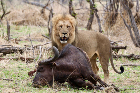 Victoria Falls: Zambezi National Park Golden Hour Safari