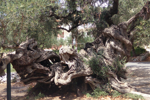 Zakyntos: Island Tour, local sites seeing, South 1/2 day