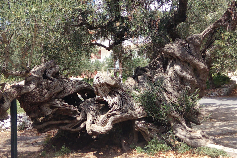 Zakyntos: Island Tour, local sites seeing, South 1/2 day