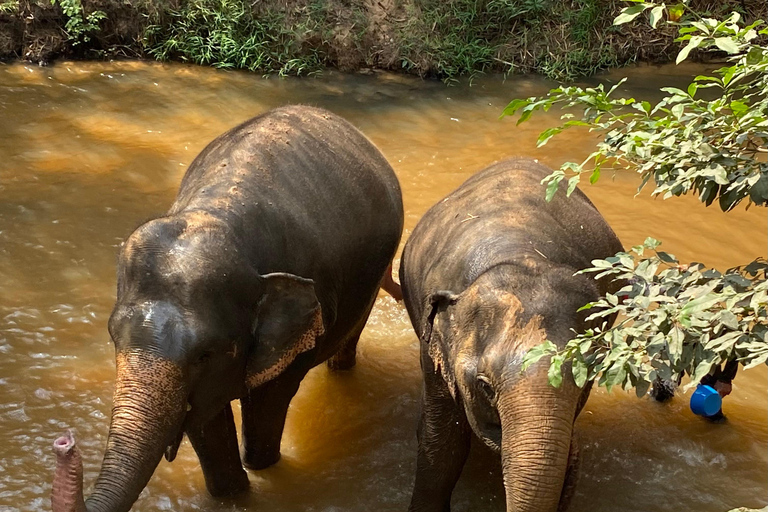 Siem Reap: Elephant Forest, Banteay Srey & Grand Circuit