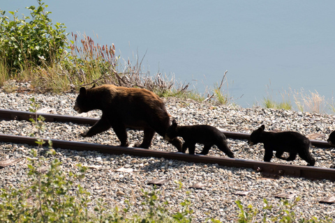 Skagway: tour combinato Yukon, White Pass e Husky Sled Camp
