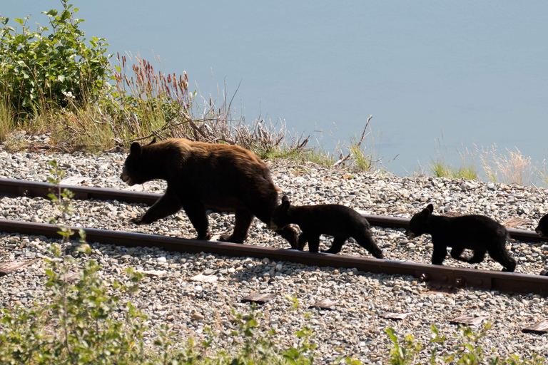 Skagway: tour combinato Yukon, White Pass e Husky Sled Camp
