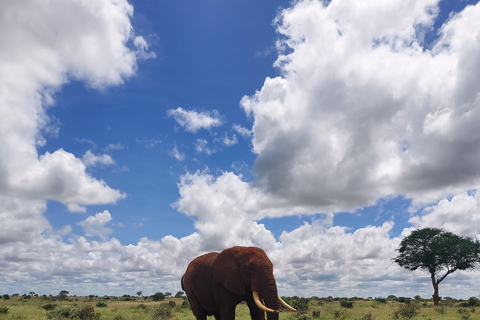 5-Day Amboseli & Tsavo East/West Safari with Salt Lick Stay