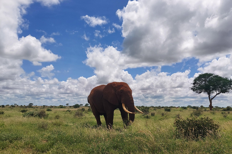 5-Day Amboseli & Tsavo East/West Safari with Salt Lick Stay