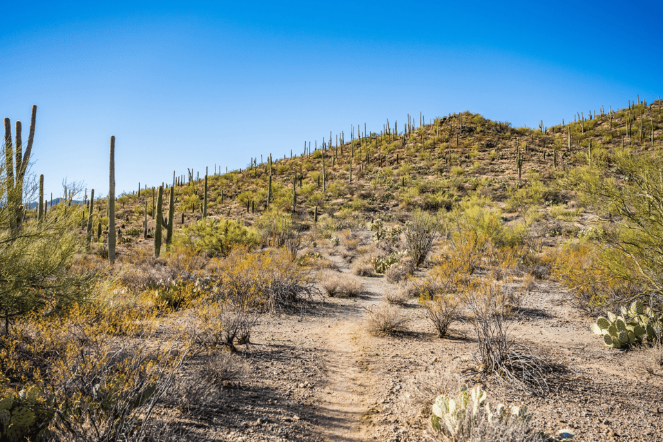 Visite audio du parc national Saguaro - Hizvo