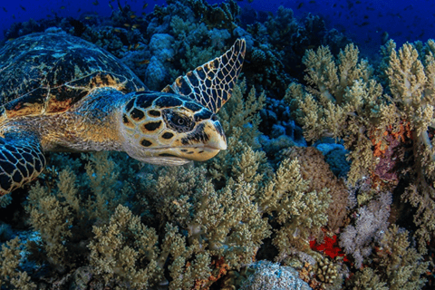 Sharm El-Sheikh: Beach Day & Intro Scuba Diving
