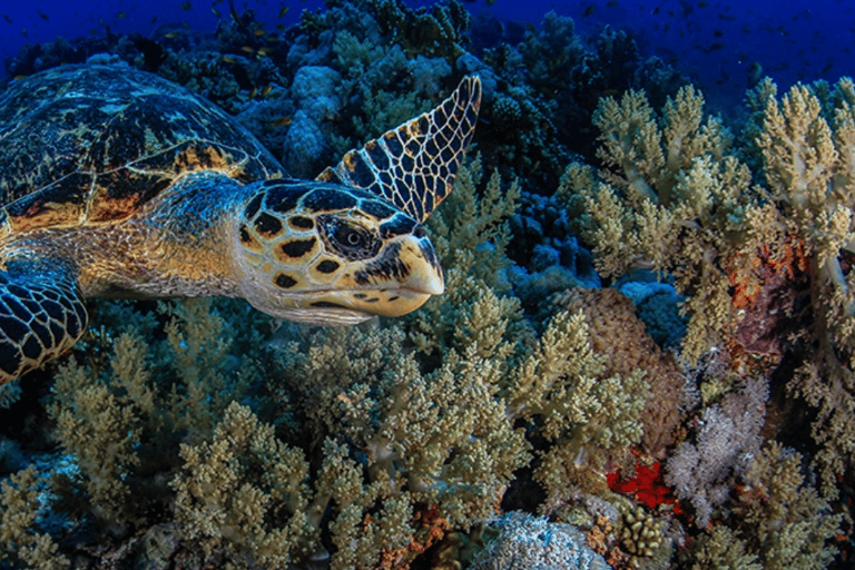 Sharm El-Sheikh: Beach Day & Intro Scuba Diving