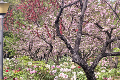 Wuhan: Sakura Blossom Tour with Hanfu Costume Try-On