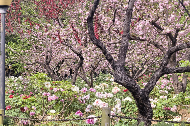 Wuhan: Sakura Blossom Tour with Hanfu Costume Try-On